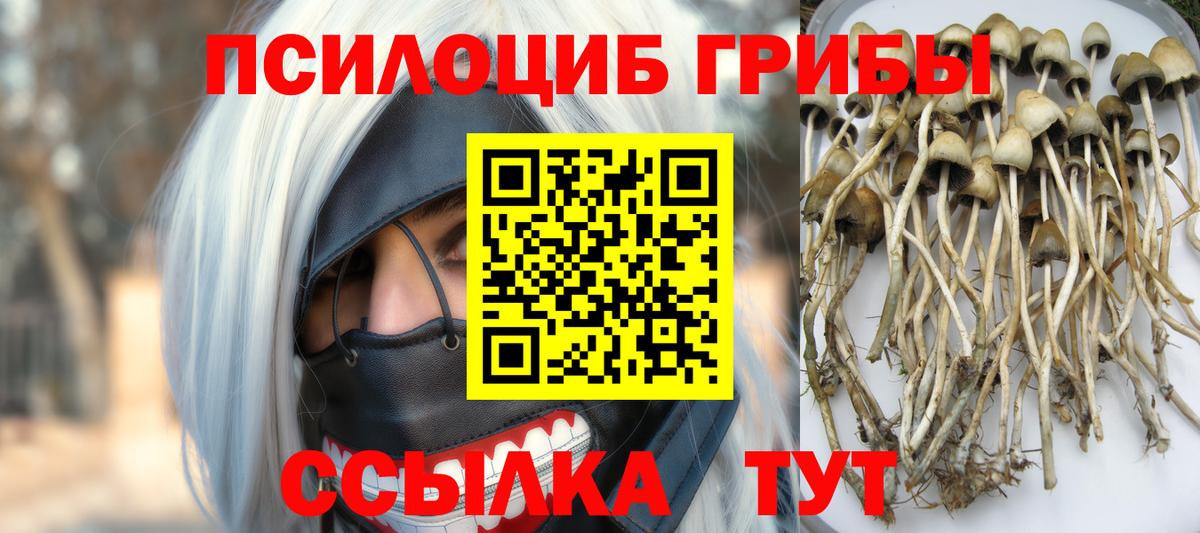 Слободской  Галлюциногенные грибы Psilocybine cubensis  Вход с VPN 